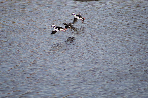 Bufflehead photographed in California