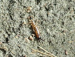 Anisolabis littorea
