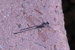 Argiolestidae