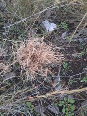 Panicum hallii