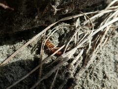 Anisolabis littorea