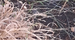 Panicum hallii
