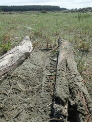 Anisolabis littorea