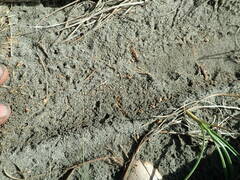 Anisolabis littorea