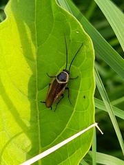 Pseudomops neglectus