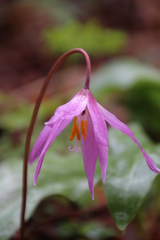 Erythronium revolutum