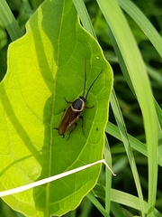 Pseudomops neglectus