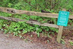 Erythronium revolutum