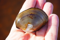 Atlanticoncha ochracea