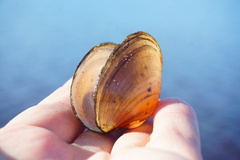 Atlanticoncha ochracea