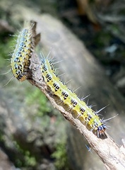 Uresiphita maorialis