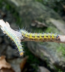 Uresiphita maorialis