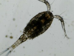Cyclopoida