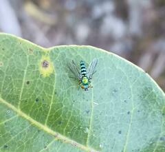 Condylostylus pruinosus