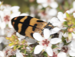 Temognatha mitchellii