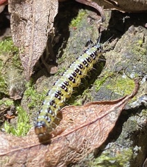Uresiphita maorialis