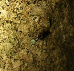 Cryptaranea atrihastula