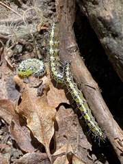 Uresiphita maorialis