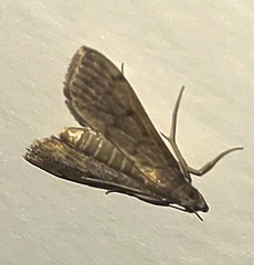 Herpetogramma