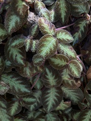 Episcia