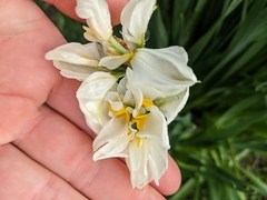 Narcissus tazetta