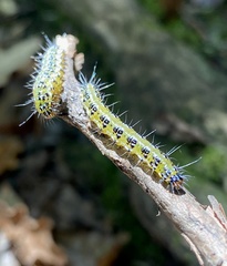 Uresiphita maorialis