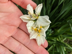 Narcissus tazetta