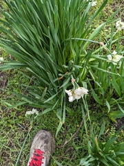 Narcissus tazetta