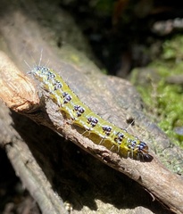 Uresiphita maorialis