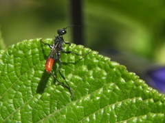 Sphecinae