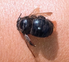 Xylocopa splendidula