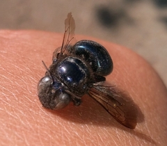 Xylocopa splendidula