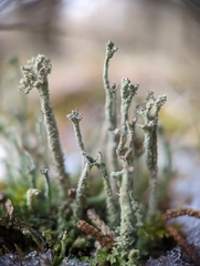 Cladonia rei