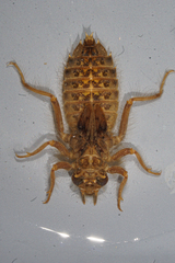 Hylogomphus parvidens