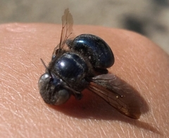 Xylocopa splendidula