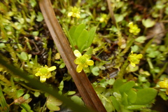 Ranunculus hyperboreus