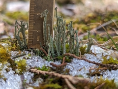 Cladonia rei
