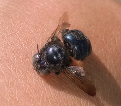 Xylocopa splendidula