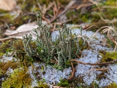 Cladonia rei