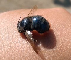 Xylocopa splendidula