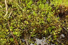 Ranunculus hyperboreus