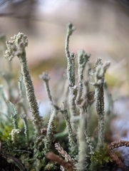 Cladonia rei