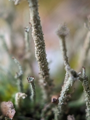 Cladonia rei
