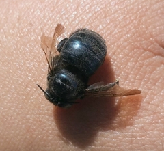 Xylocopa splendidula
