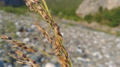 Sorghum arundinaceum