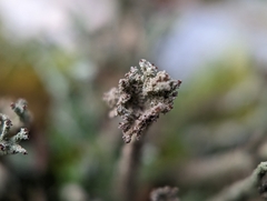 Cladonia rei