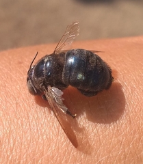 Xylocopa splendidula