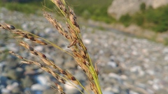 Sorghum arundinaceum