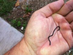 Indotyphlops braminus