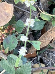 Alternanthera sessilis